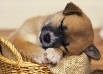 Những điều thú vị bạn chưa biết về thế giới động vật