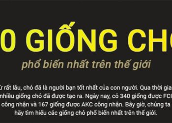 50 giống chó phổ biến nhất thế giới
