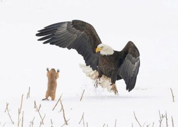 Những khoảnh khắc siêu hài hước trong thế giới động vật