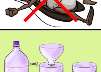 Mẹo vặt giúp diệt trừ 10 loại côn trùng nguy hiểm này trong nhà