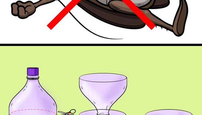 Mẹo vặt giúp diệt trừ 10 loại côn trùng nguy hiểm này trong nhà